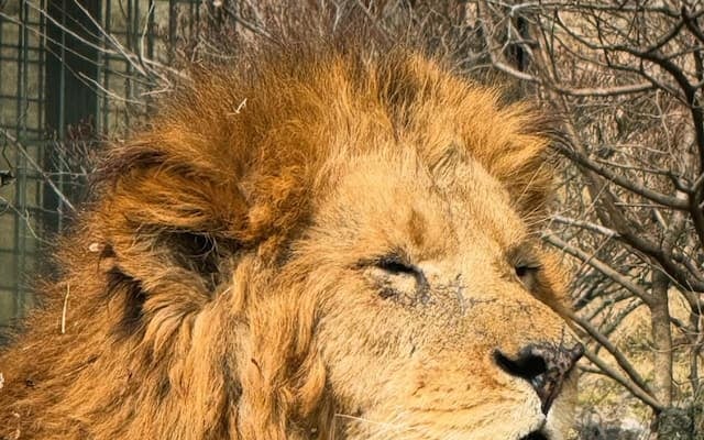 鈴木みのる、『LION KING』に思う…『プロレスの王はひとりでイイ』