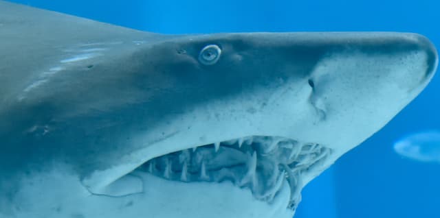 “白くないしワニでもない”新展示、海遊館のシロワニが話題に