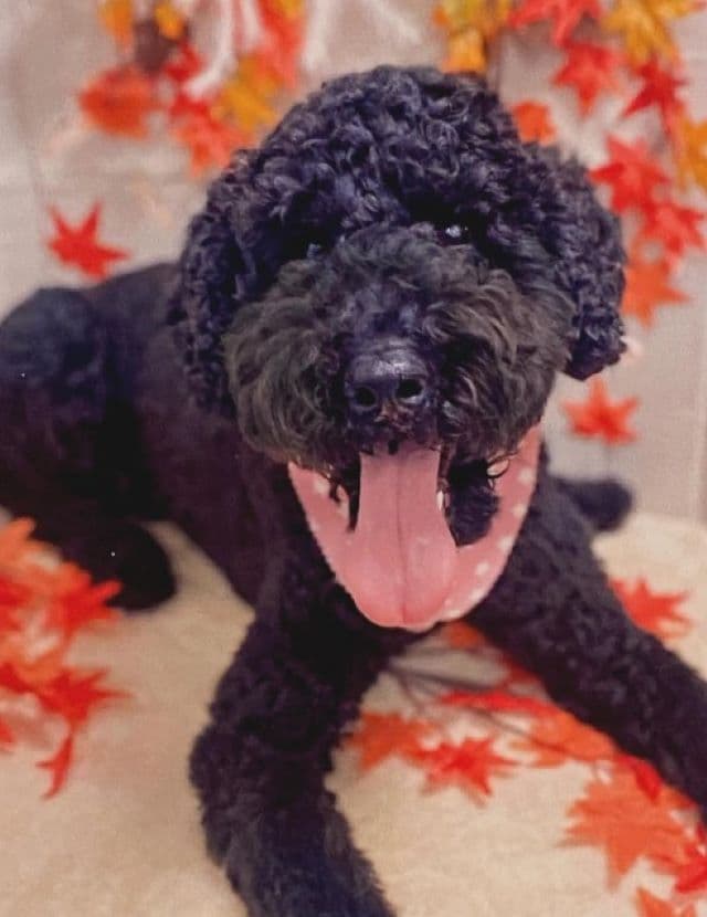 遠藤憲一の愛犬のベロが大きくなっちゃった！？「びっくりしま舌」などと多くのファンが反応