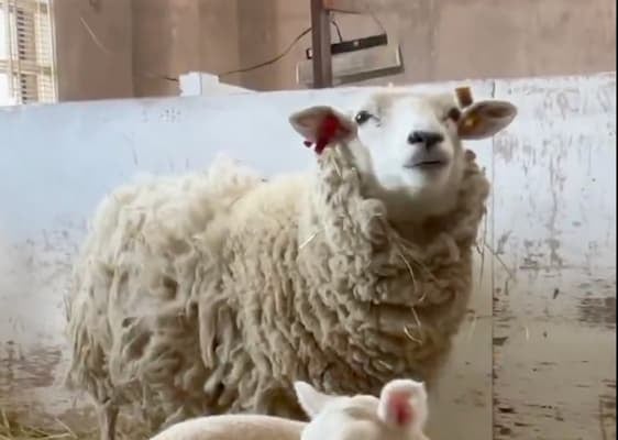 六甲山牧場、羊たちの毛刈りスタート　春の訪れに「そろそろ限界」