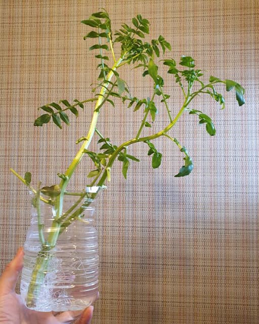 怪談師・由乃夢朗、半額になった”しなびたクレソン”をシンプルな方法にて復活させる！