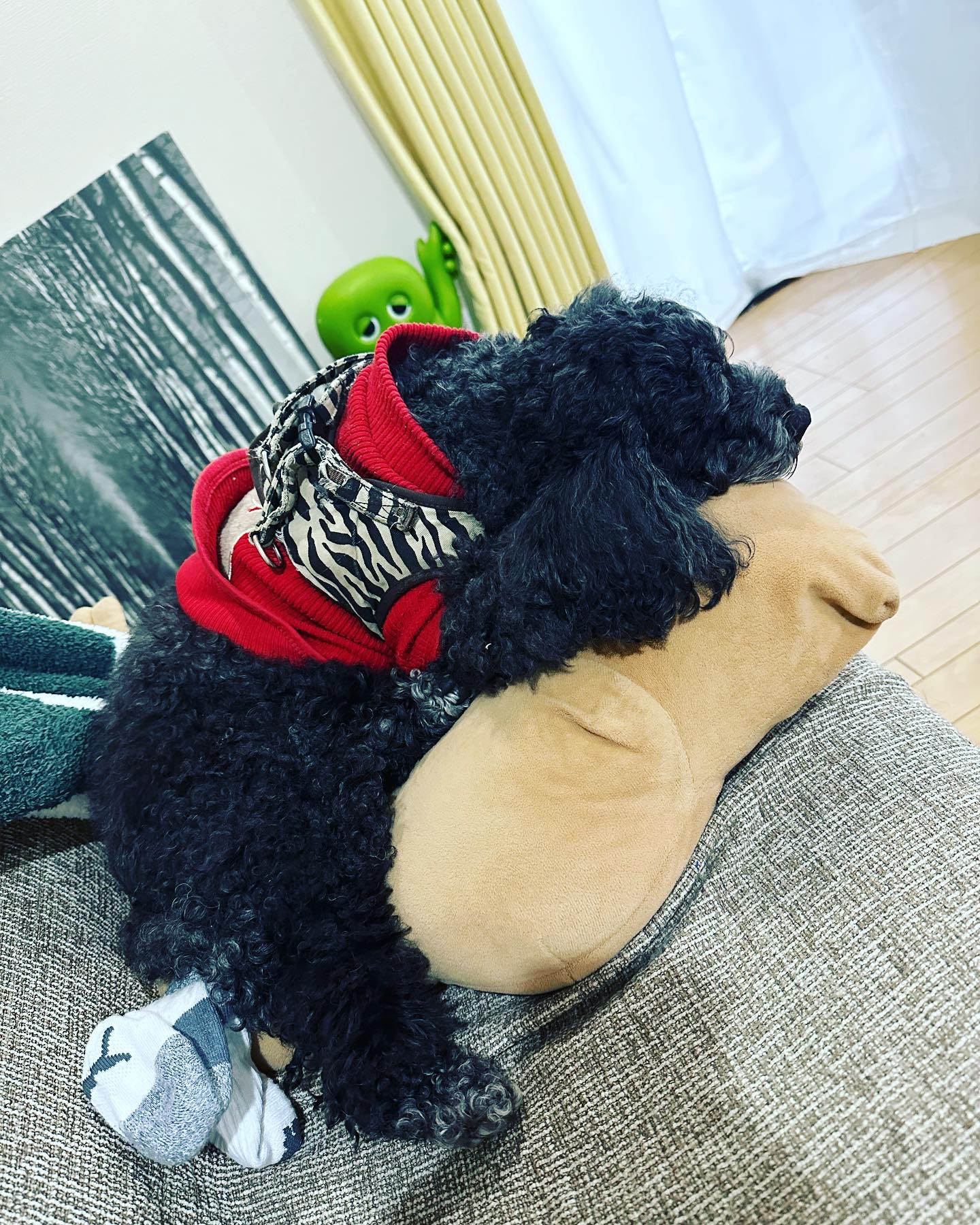 ⚽️産休中の丸山桂里奈が愛犬ショット公開「朝から癒しのインスタ✨今日も一日、お仕事頑張れそうです❣️」