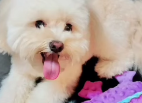 「この白クマ、最強に可愛い」小沢和義、鴨南蛮＆愛犬とのほっこりショットが話題に！