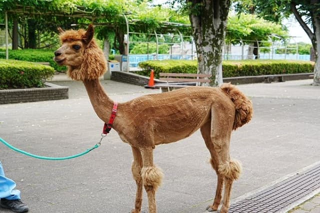 「サマーカットとっても素敵」毛刈りでスッキリしたアルパカのスリムな姿に反響