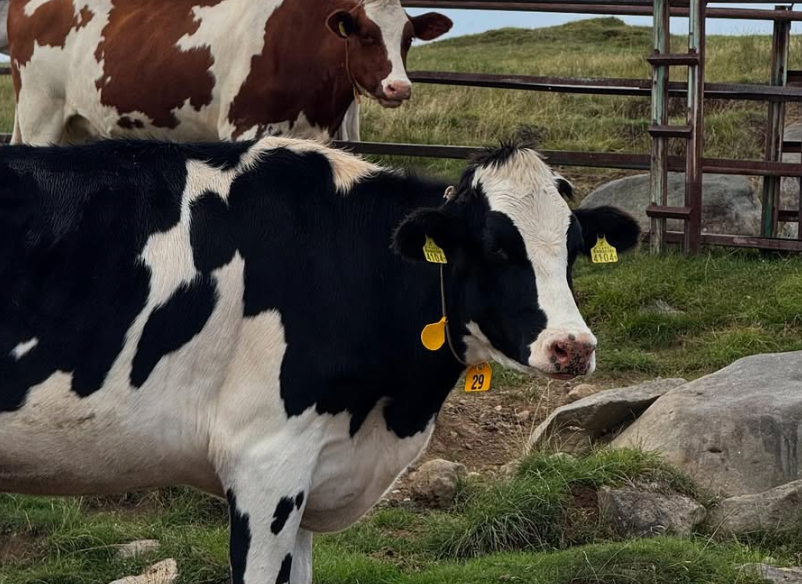 絶景の裏側！ハンドボール小柴夏輝が長野旅で牛と遭遇