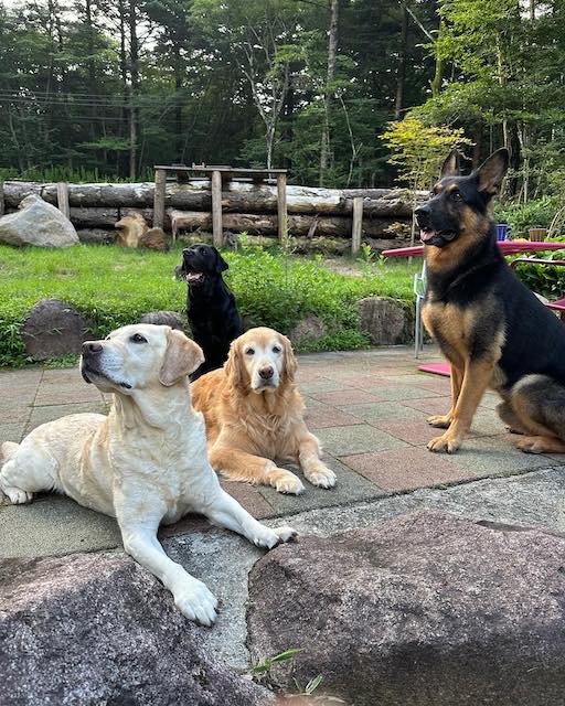 石田ゆり子がたくさんの犬で癒しを提供「地べたでお腹冷やしててかわいい」