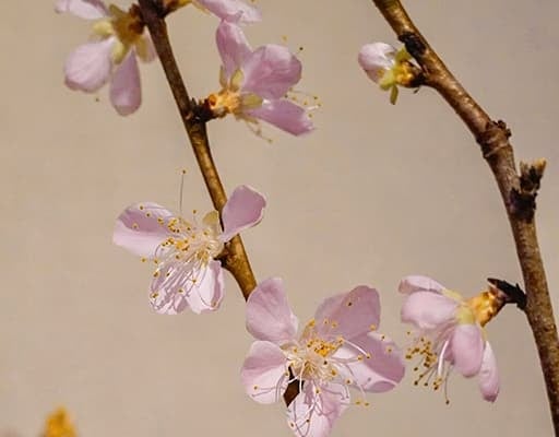 尾形杏奈アナ、桃の節句に自宅の桃の花の写真を公開！小さい頃の思い出を語る！