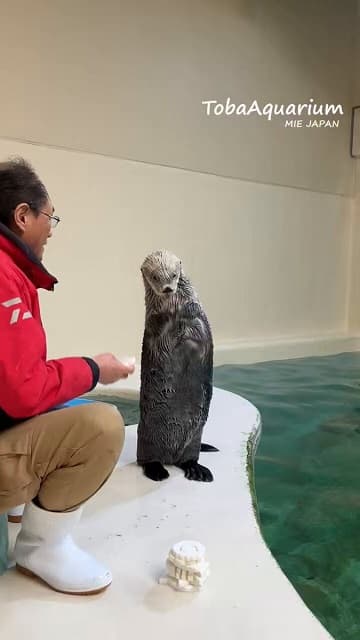 「待つのは苦手なようで…」鳥羽水族館がおもちゃをキャッチするラッコの可愛い&忙しない動画を公開