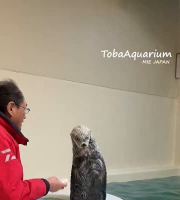 「待つのは苦手なようで…」鳥羽水族館がおもちゃをキャッチするラッコの可愛い&忙しない動画を公開