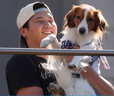 MLB公式Instagramが大谷翔平と愛犬デコピンの優勝パレード写真を投稿！ファンも「チャンピオン・ドッグ」に歓喜！！