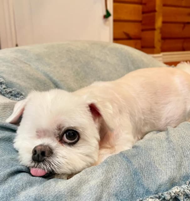 『やっぱり寂しい』前園真聖が語る愛犬アンジェロへの変わらぬ愛