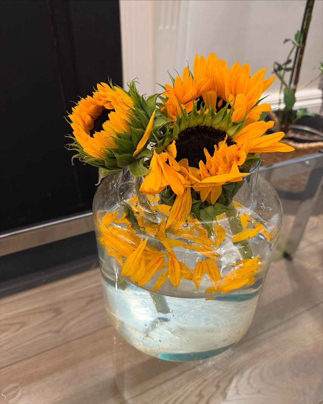 「枯れてゆく過程さえ、美しい」ヒマワリへの洞察が話題