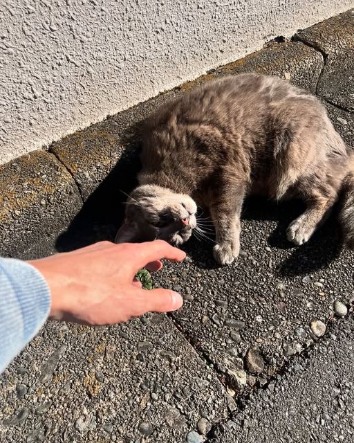 「ご無沙汰のとら子」長瀬智也、ネコとじゃれる癒しのショットにファンほっこり