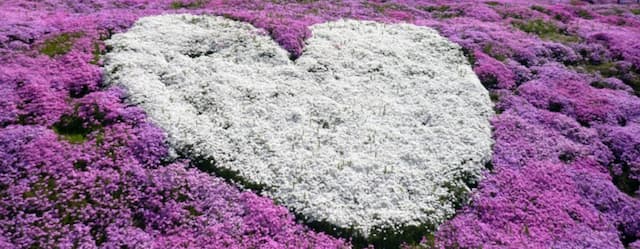 芝桜、今がまさに見頃！北海道「ひがしもこと芝桜公園」の丘がピンクに染まる