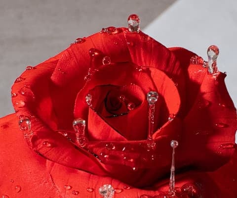 「反重力の薔薇…」砂糖細工師が作った薔薇と雫の造形が素敵すぎると話題に！