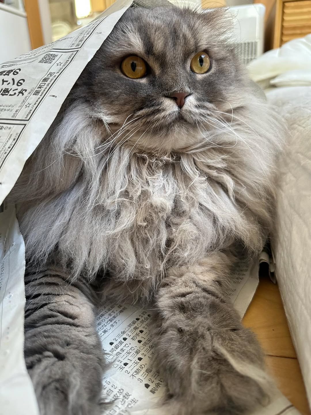 「まるでシスター！」中川剛、神々しい愛猫ショットが可愛いと話題