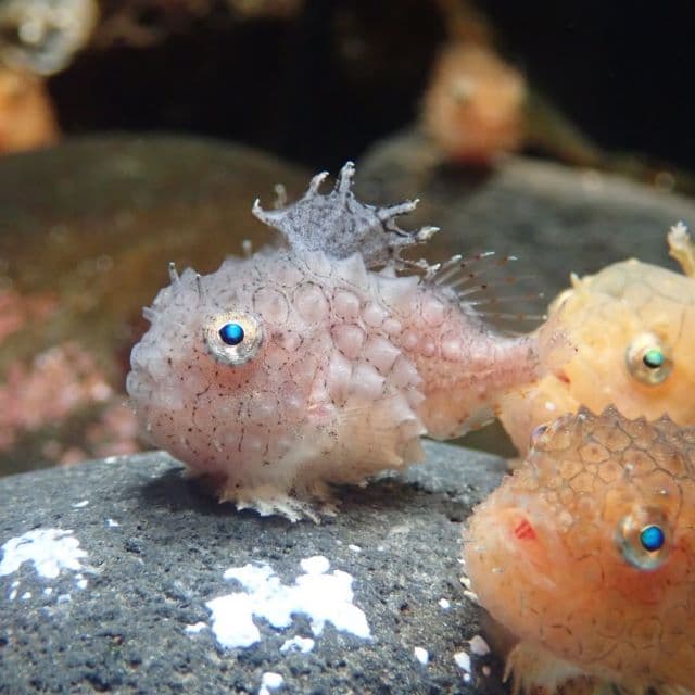 アクアマリンふくしま、来館者に人気のお団子みたいな〇〇を公開！さまざまな不思議も明らかに！