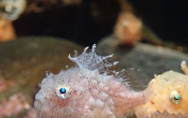 アクアマリンふくしま、来館者に人気のお団子みたいな〇〇を公開！さまざまな不思議も明らかに！