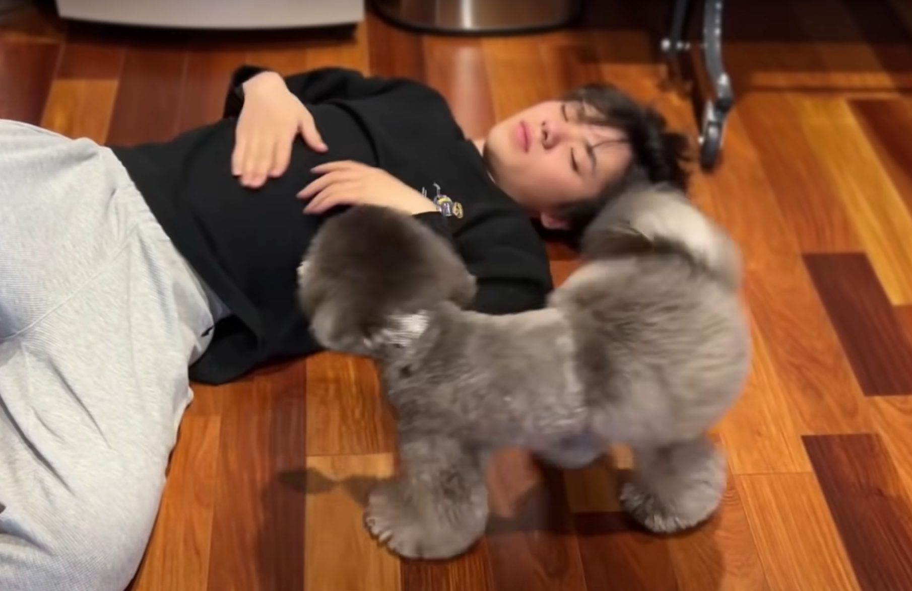 「貴重なオフショット🌈」アイスショーへ向かう宇野昌磨を愛犬🐶がお見送り❤️