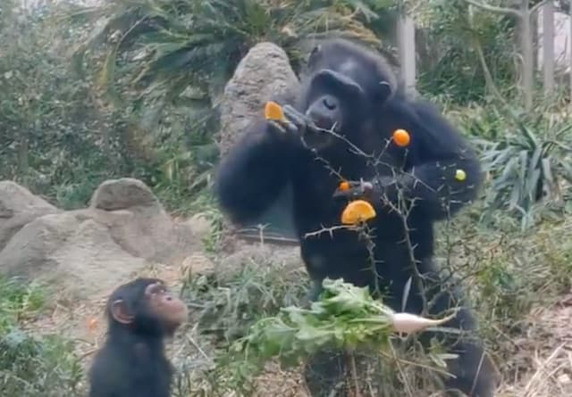 「おとな優先」はチンパンジー界のルール？北九州・到津の森でほっこり観察