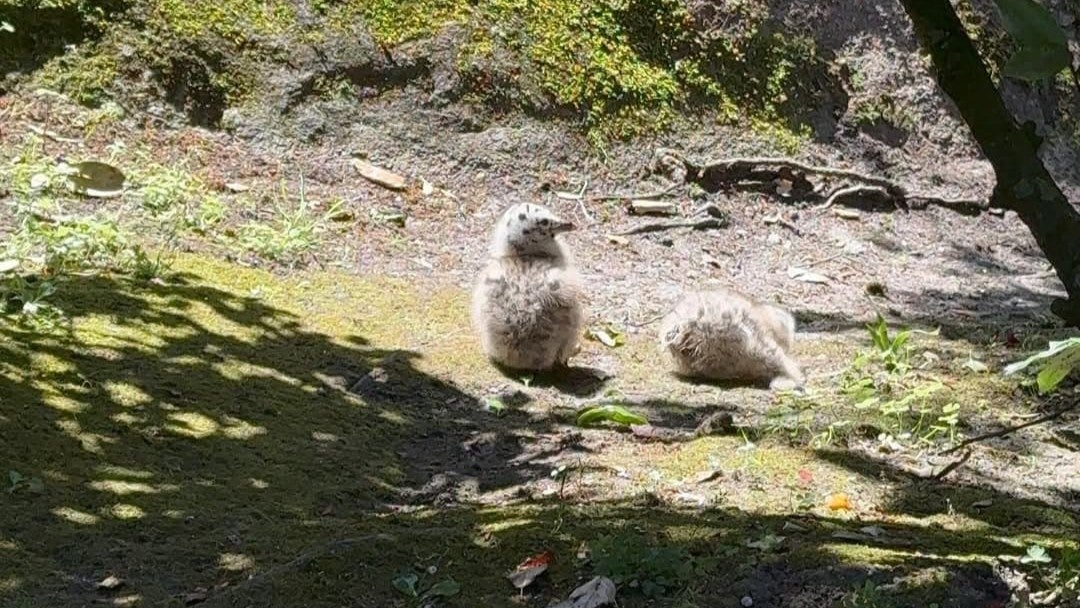 幾田りら、念願のモン・サン・ミシェルへ　「心を打たれた」フランス旅にファンもうっとり