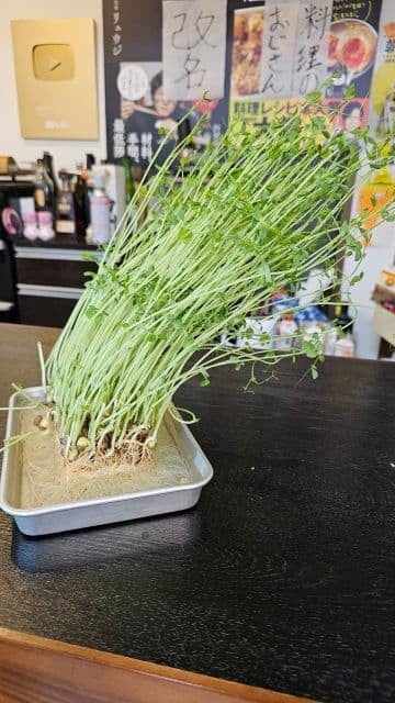 料理研究家・リュウジ、異常に成長した豆苗を公開！「買った時の3倍になった」