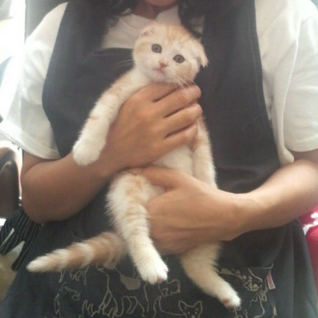 元CBCテレビアナウンサー・山内彩加、先日16歳のお誕生日を迎えた愛猫の「そんなことある？という話」を紹介