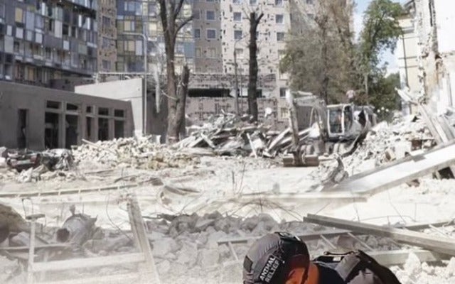 「犬達の壮絶なドキュメンタリー」石田ゆり子が映画「犬と戦争」を観に行く