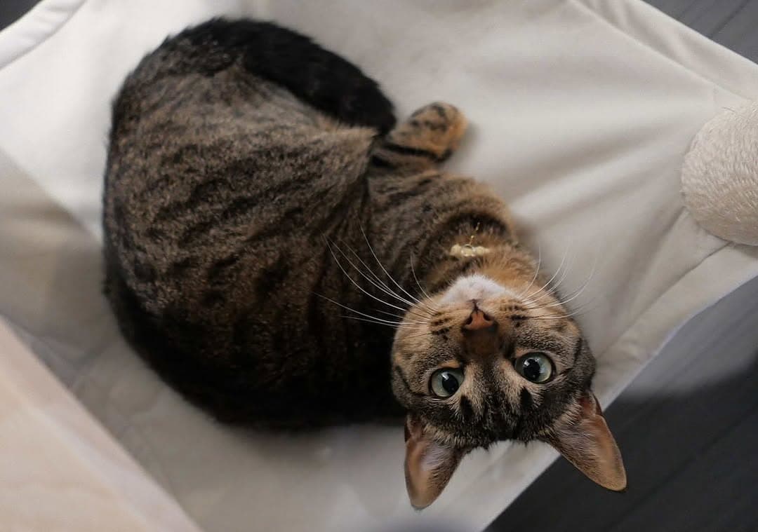 「そっくりですね‼」宮司愛海アナが公開した愛猫に注目集まる！