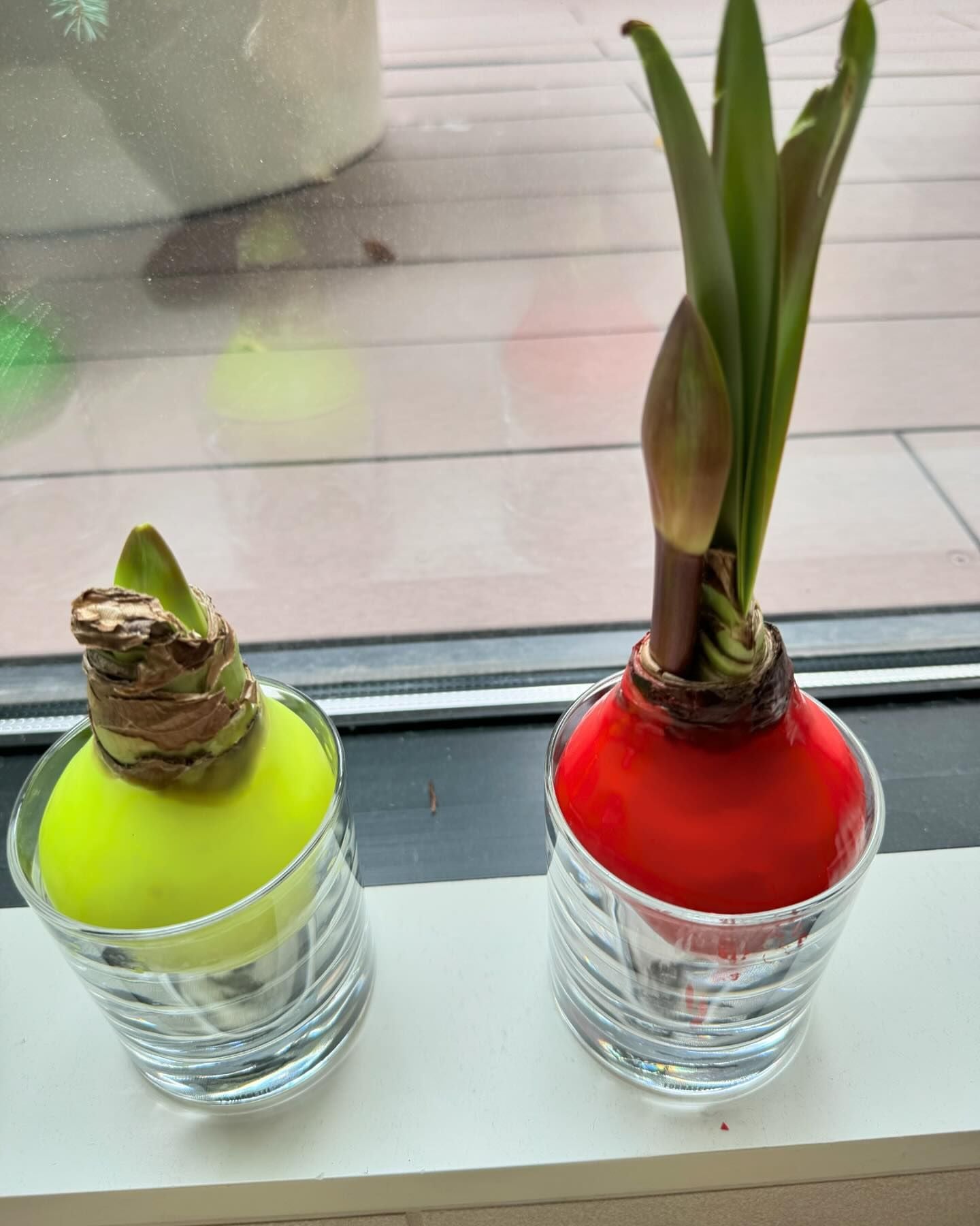 浜田雅功の妻・小川菜摘は植物に夢中　まさかの生育方法で蕾が出た!?