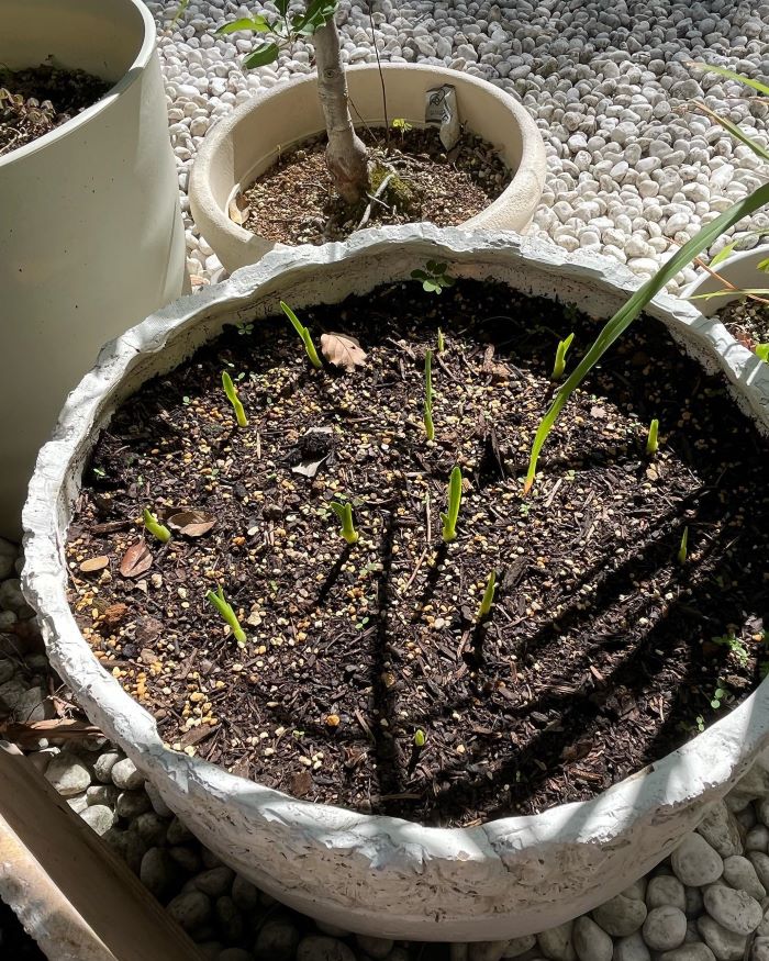 工藤静香が植えた花の球根は、次の配信シングルのタイトル!? ファンたちはクイズ合戦に