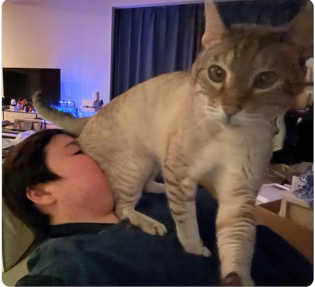 やす子、猫の日に“相棒”アビシとの幸せショット　ファンほっこり