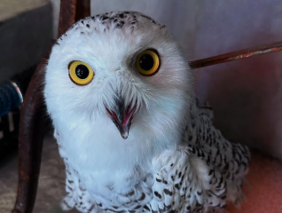 有吉弘行、年末ムード全開！フクロウの癒しショットが話題！