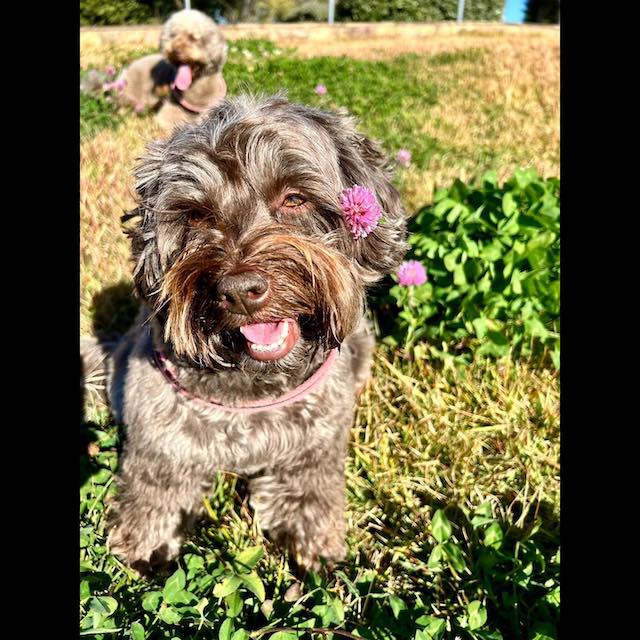 木村拓哉ほっと一息。満面の笑みを向ける愛犬の写真を披露！