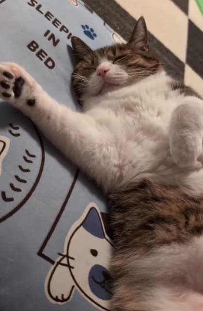 へそ天で寝る猫が可愛すぎ！Suzume Catの最新動画が「隣で寝たいにゃ」と話題に！