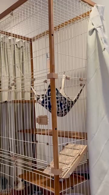 「猫をも酔わせる歌声」東雲うみが暴れる猫にオーイシマサヨシの曲を聴かせたら…？