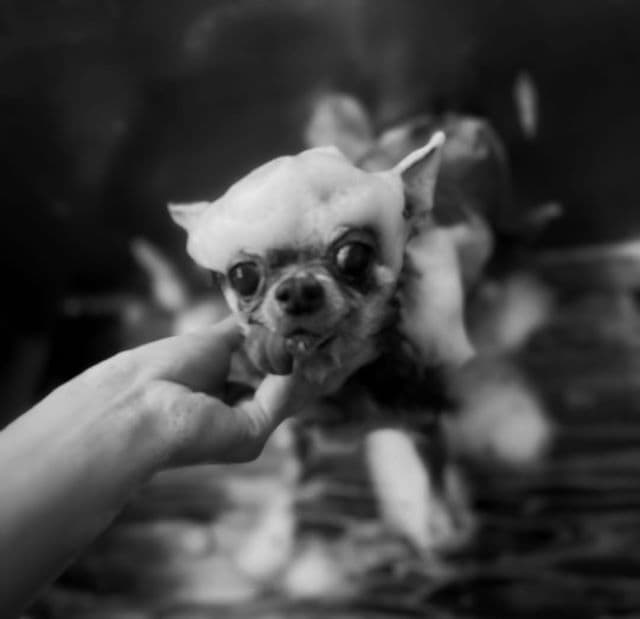 「頭に泡のってる」元光GENJI・佐藤アツヒロ、愛犬のシャンプー姿を公開でファンが癒されまくる！