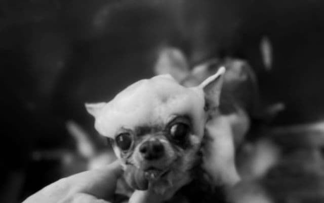 「頭に泡のってる」元光GENJI・佐藤アツヒロ、愛犬のシャンプー姿を公開でファンが癒されまくる！