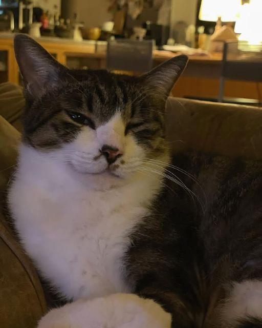 石田ゆり子、愛猫たびちゃんの可愛すぎる