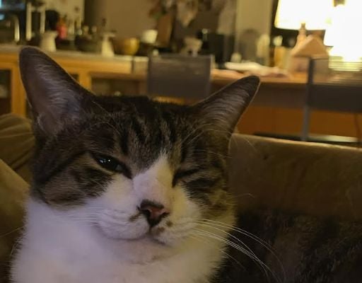 石田ゆり子、愛猫たびちゃんの可愛すぎる