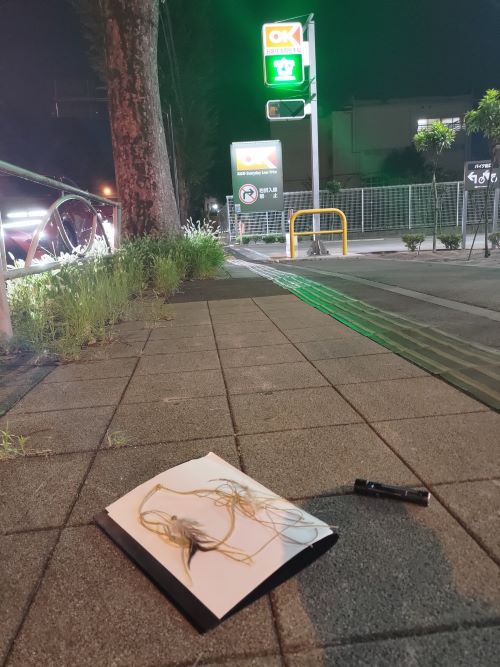 「嘘でしょ」「SNSの力って凄い！」水ダウで紛失した“ヒモ”が奇跡の発見？！