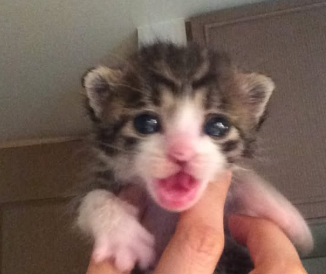 石田ゆり子が明かした“赤ちゃん時代のハニオとタビ”にファン涙…「おかあさんは6歳」にほっこりの声続出！