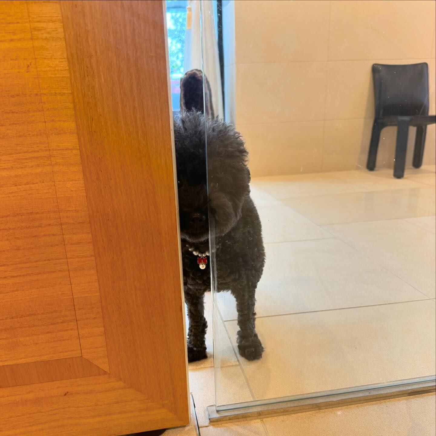 浜田雅功の妻・小川菜摘の愛犬がストーカー化!?熱い視線が話題👀