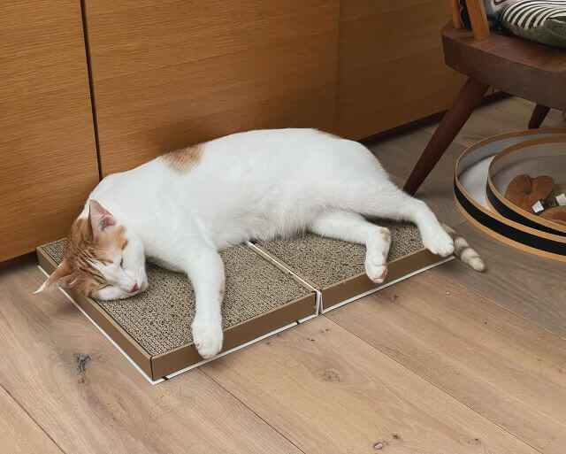 石田ゆり子さん宅の“白い男”が幸せすぎる寝姿を披露！