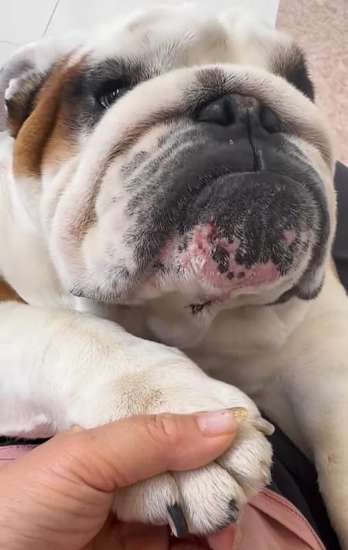 北斗晶、愛犬デンデンと戯れる姿にファンほっこり