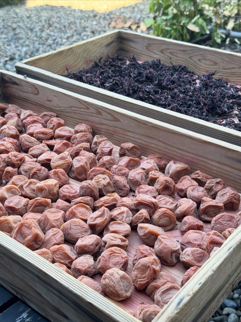 「梅干しと梅酒とちゅら」"元青学大陸上部主将"田中悠登アナ、ほっこり『田中家の夏』インスタ投稿が話題に！