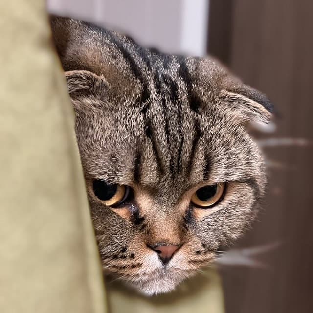 「さあ共に、余生を謳歌しようぞ。」女性声優がネコちゃんの写真とともにラジオを告知