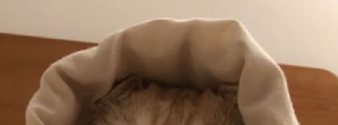 「見つかりませんでした！！どこ！」あいみょんが〇〇を探し中？！最新オフショット公開でファン大盛況！！