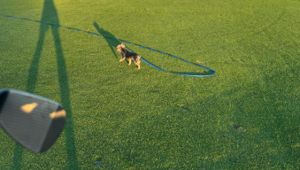 「練習なのか散歩なのか…」上原浩治、愛犬とゴルフ場でリフレッシュ！