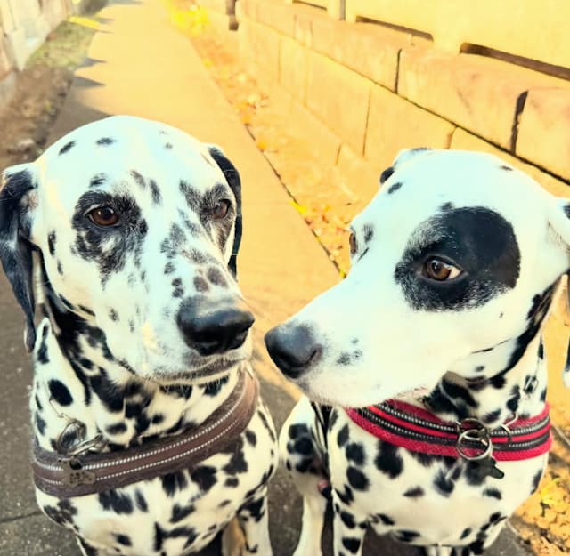 高岡早紀、ダルメシアンと朝散歩『東京は暖かくなりそう』